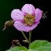 Dog Rose 03_06_06